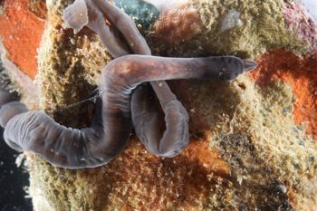 Media type: image;   Invertebrate Zoology 135323